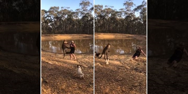 Köpeklerini korumak isterken kangurudan dayak yedi