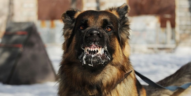 Köpekperestlerden bir darbe daha! Halk sağlığı tehlikede: Türkiye'nin 'kuduz riski yüksek ülkeler' listesine alındığı ortaya çıktı!