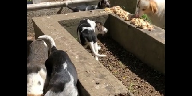 Köpekperestlerin ölüye bile saygısı yok!