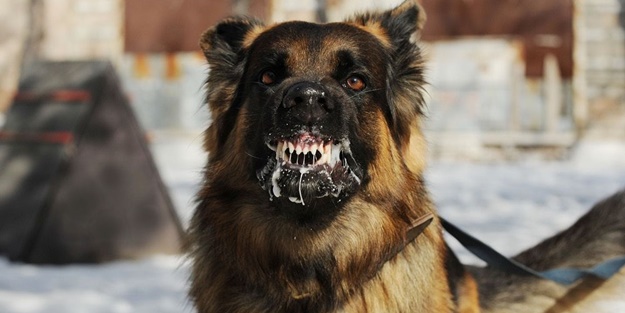 Köpekperestlerin terörize ettiği başıboş köpekler dehşet saçıyor! Isırılan çocuklar kuduz oldu!