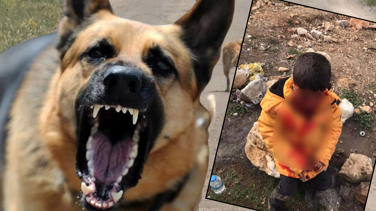 Köpekpersetler bu vahşete suspus! Başıboş köpekler 9 yaşındaki çocuğu parçaladı