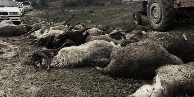 Köpektaparın ve sorumsuz belediyelerin ortak suçu: Köpeklerin saldırdığı 41 küçükbaş hayvan telef oldu!