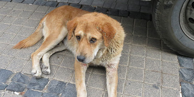 Köpekteki çok sayıda kene vatandaşlarda paniğe neden oldu