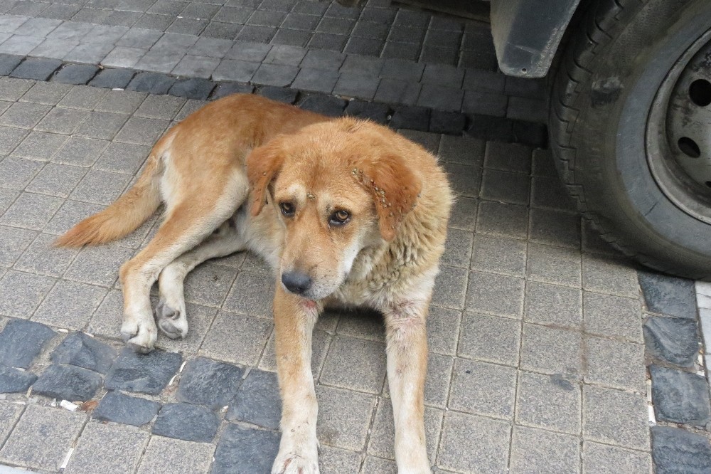 Köpekteki çok sayıda kene vatandaşları tedirgin etti 
