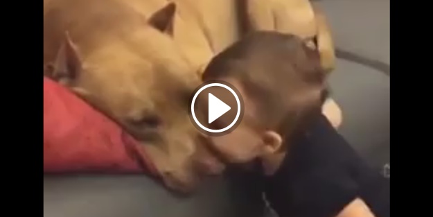 Köpekten bebeğe: 'Öp beni öpeyim seni'