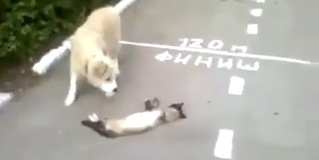 Köpekten böyle kurtuldu