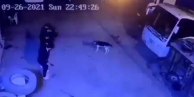 Köpekten halay çekerek kaçtılar