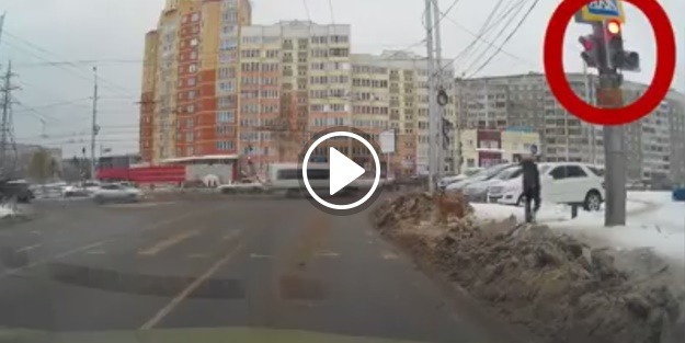 Köpekten insanlara 'trafik' dersi!