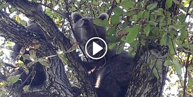 Köpekten kaçıp ağaca tırmanan ayı yavruları kurtarıldı