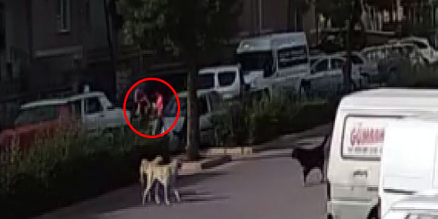Köpekten korkup kaçan kızlara...