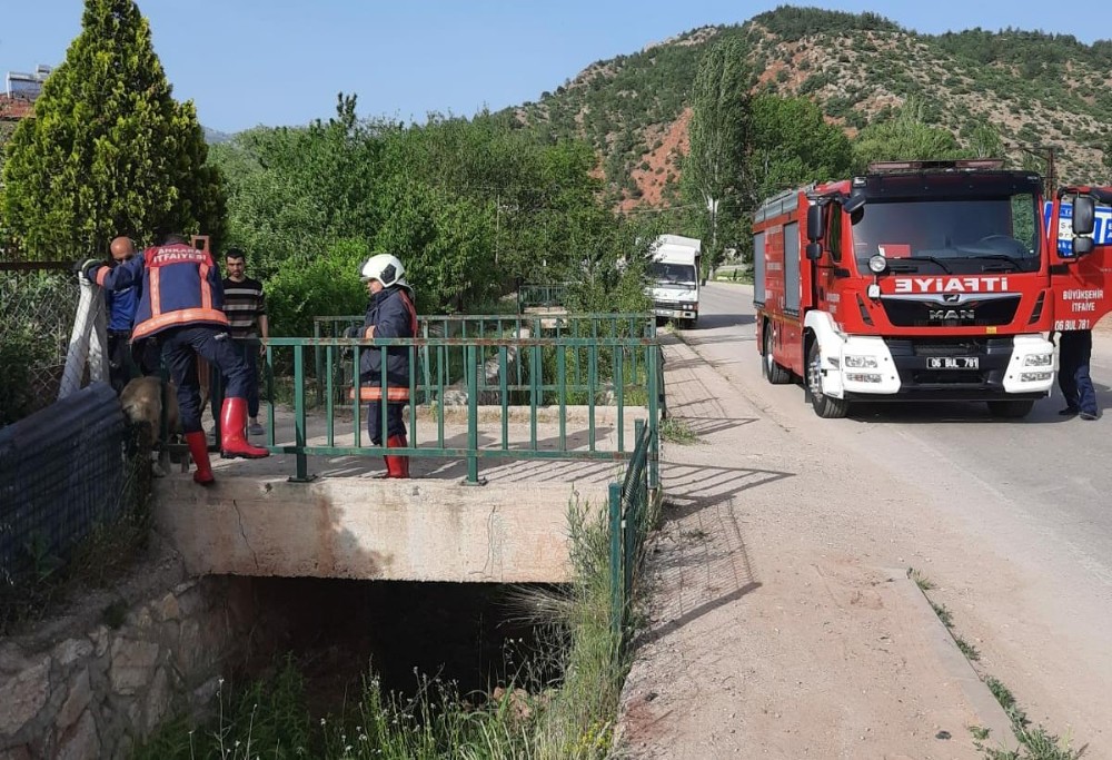 Köprü mazgalına sıkışan köpek yoğun uğraşlar sonucu çıkartıldı 