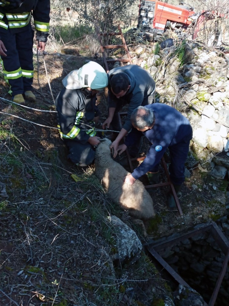 Kör kuyuya düşen kuzu itfaiyeciler tarafından kurtarıldı 
