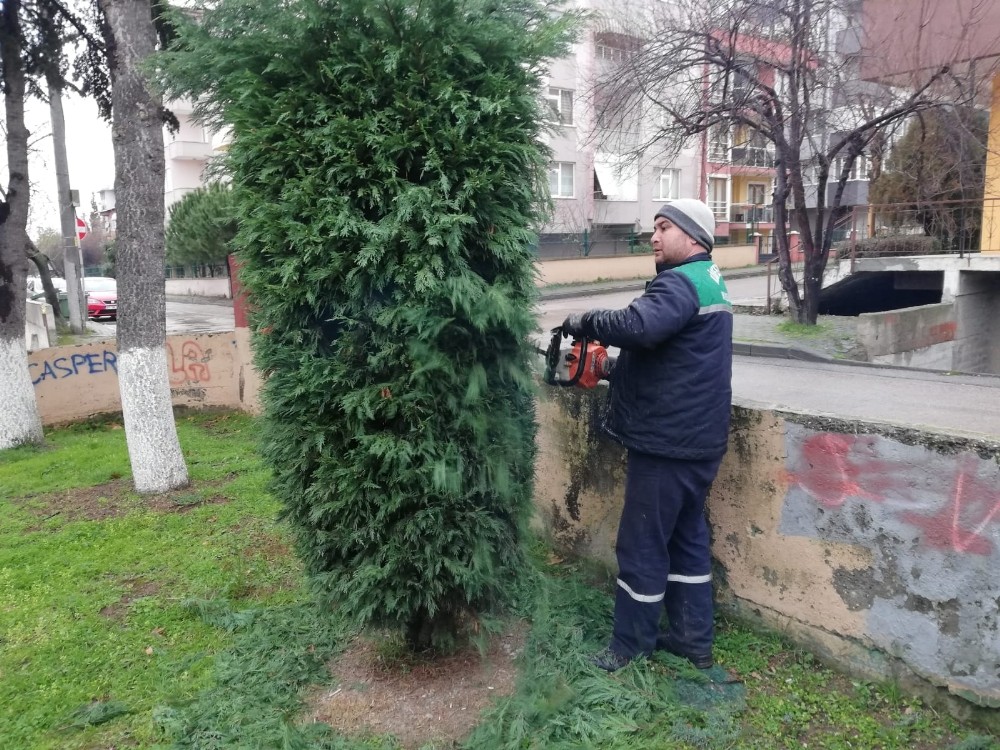 Körfez’de budama çalışmaları sürüyor 