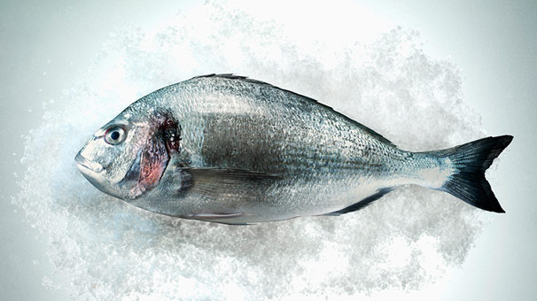 Körfezde çipura bereketi