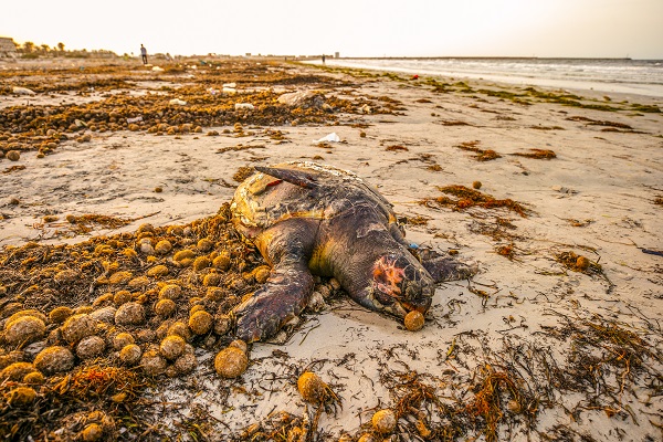 Körfez’de kimyasallar felakete yol açıyor