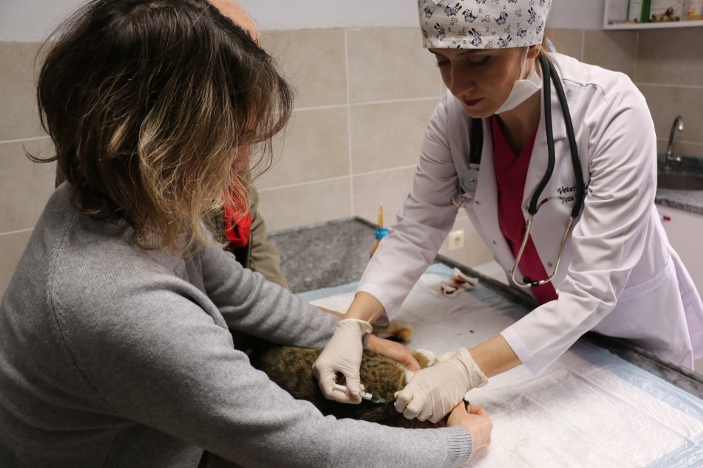 Körfez’de sokak hayvanları ‘sahipsiz’ bırakılmıyor 