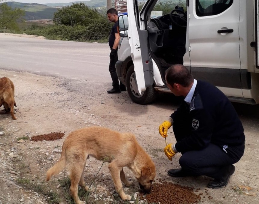 Körfez’de sokak hayvanları unutulmuyor 
