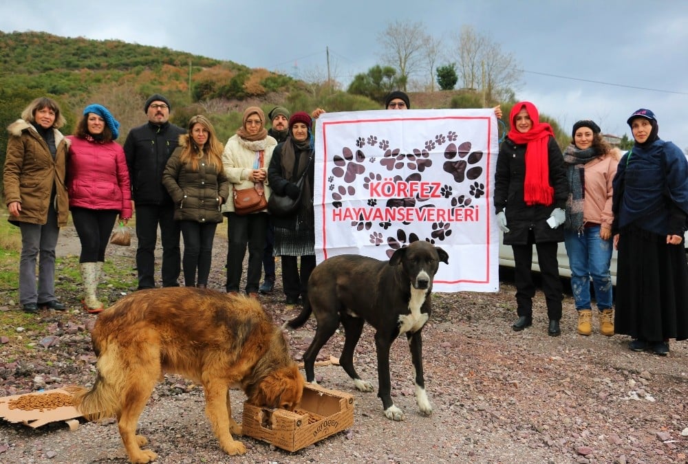 Körfez’de sokak hayvanlarına mama desteği 