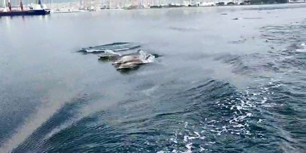 Körfezin yunusları deniz yüzeyi temizleme aracıyla yarıştı