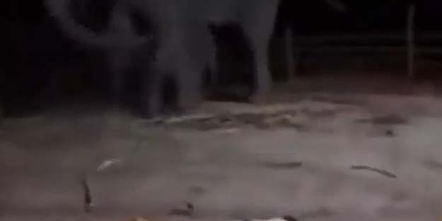 Korktu, annesine sığındı! Yavru filin o anları viral oldu