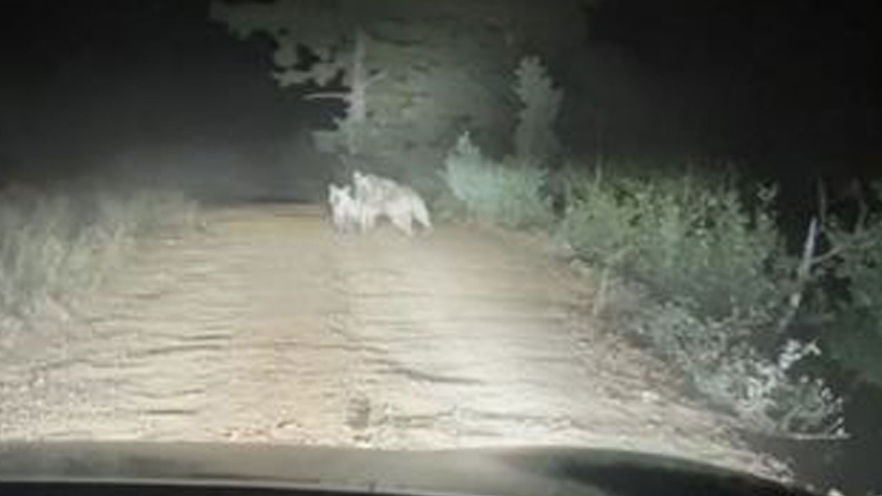 Korku dolu anlar! Anne ayı araca saldırdı