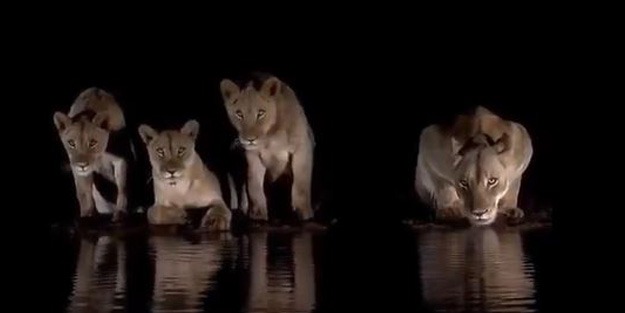 Korku dolu anlar! Aslan sürüsü ile karşı karşıya