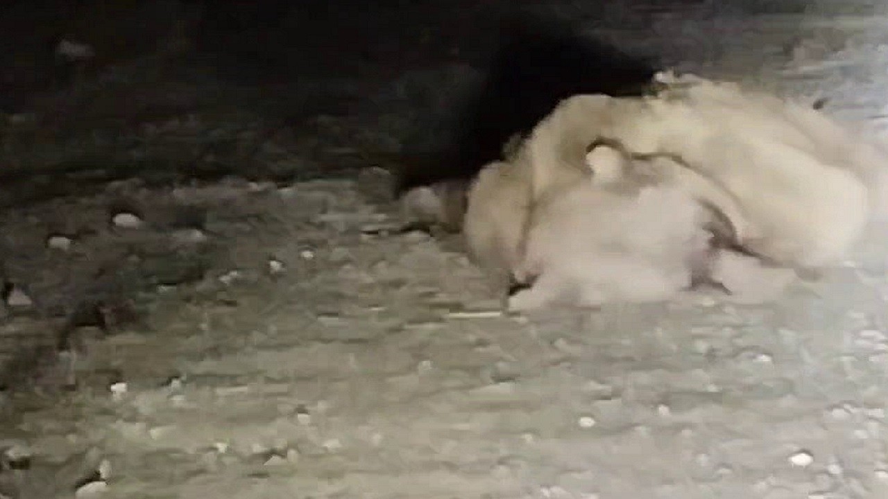 Korku dolu anlar! Boz ayıya araba çarptı