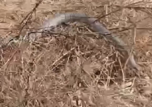 Korku dolu anlar! Görüntülediği yılanın saldırısına uğradı