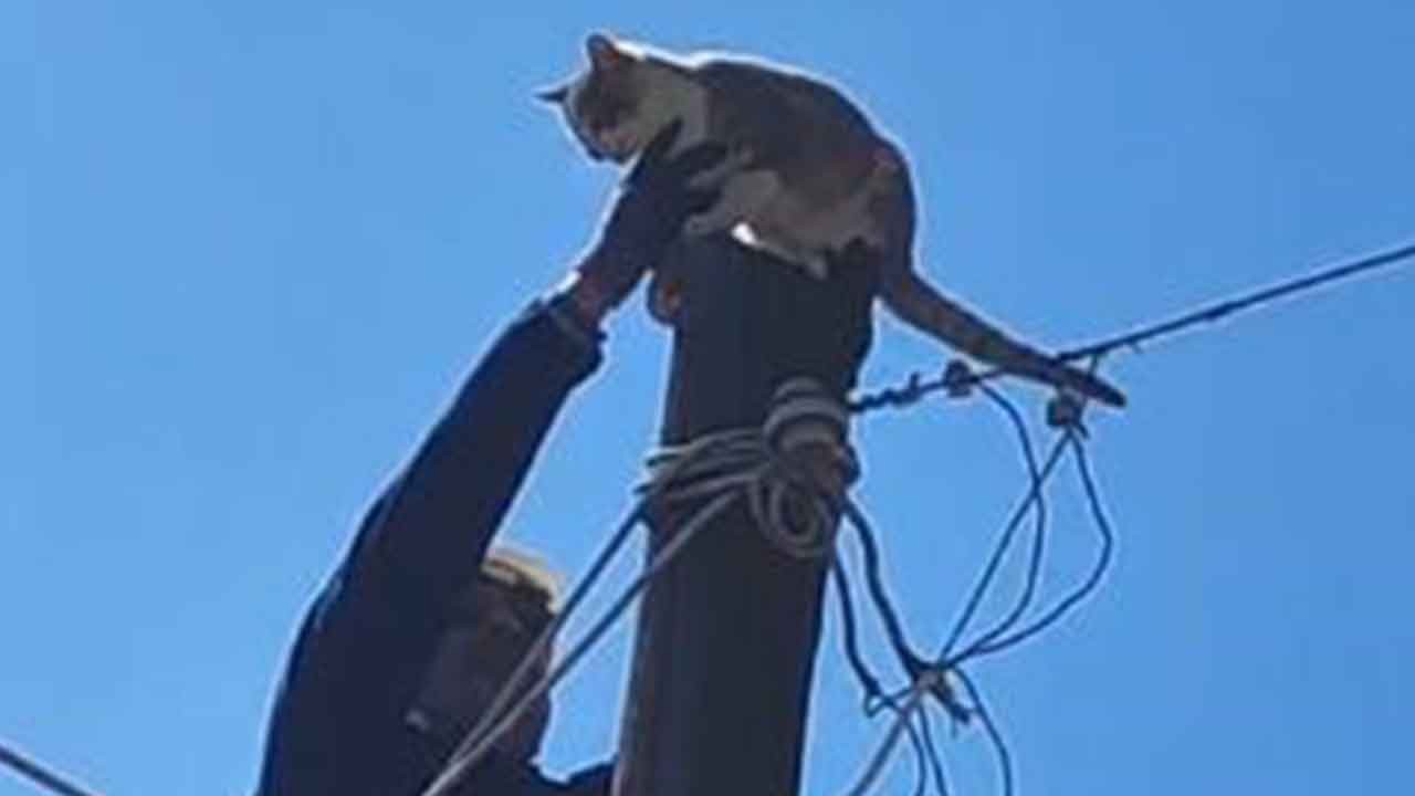 Korku dolu anlar! Şavşat'ta kedi kurtarıldı!