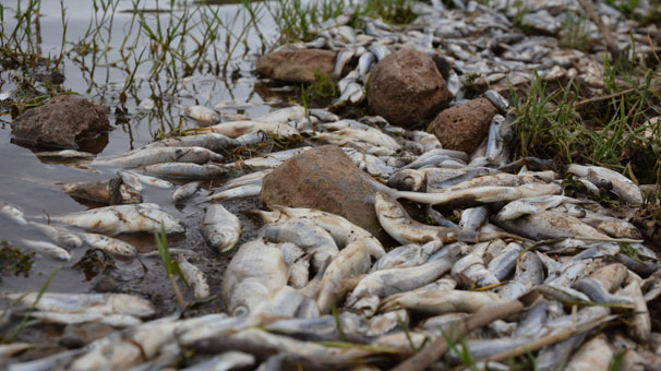 Korku dolu bekleyiş! Binlercesi kıyıya vurdu