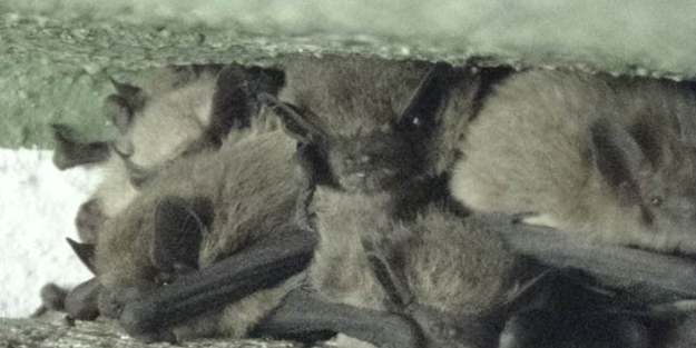 Korku filmi gerçek oldu! Yarasalar istila etti