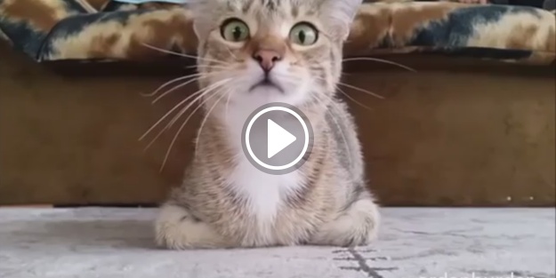 Korku filmi izleyen kedi