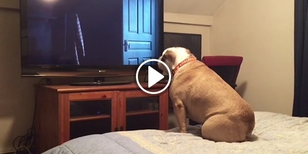 Korku filmi izleyen köpeğin ilginç tepkisi