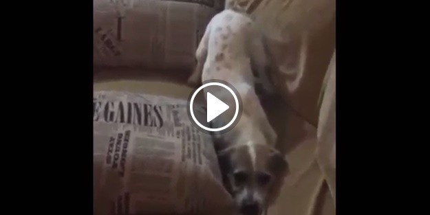 Korku filmi izleyen küçük köpeğin sevimli tepkisi