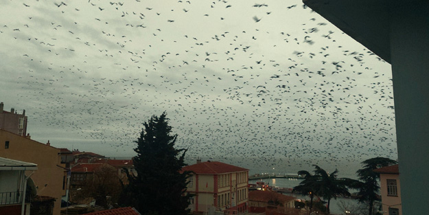 Korku filmlerini aratmayan görüntü! Gökyüzünü bir anda istila ettiler