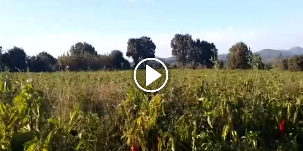 Korkudan konuşma yetisini yitirdi