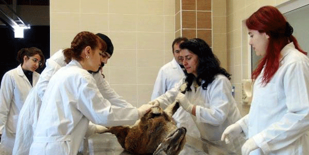 Korkulan haberler sonrası böyle araştırıyorlar!