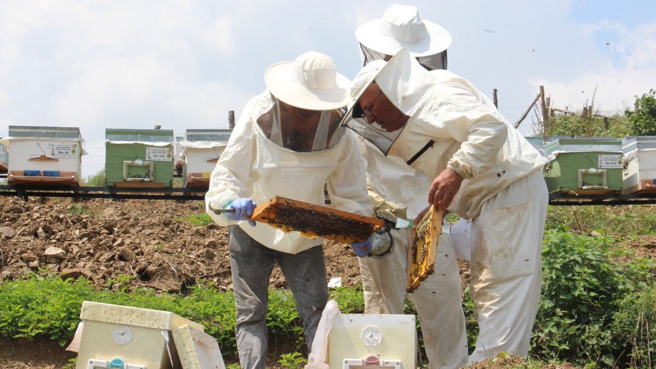 Korkulan olacak gibi! Bal üretiminde düşüş bekleniyor