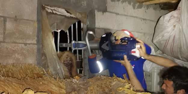 Korkuluklara sıkışan köpeği AFAD kurtardı