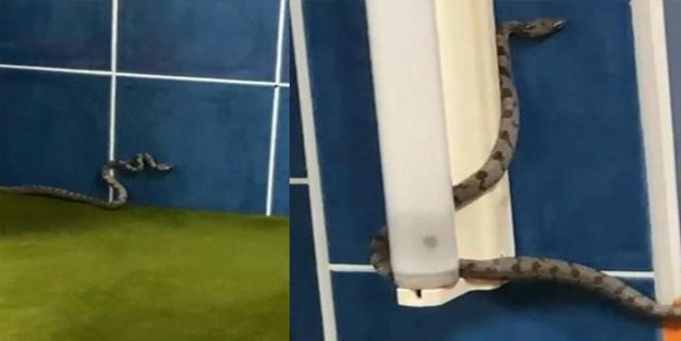 Korkunç anlar: Antalya'da camiyi yılanlar bastı!