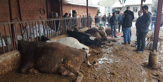 Korkunç! Bir anda bütün inekler hale geldi…