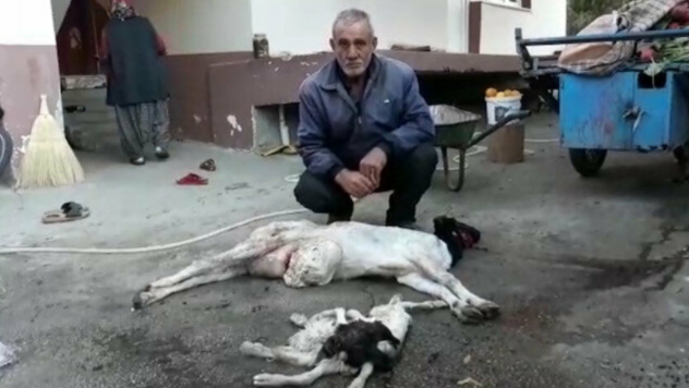 Korkunç görüntü! 8 bacaklı çift boyunlu oğlak