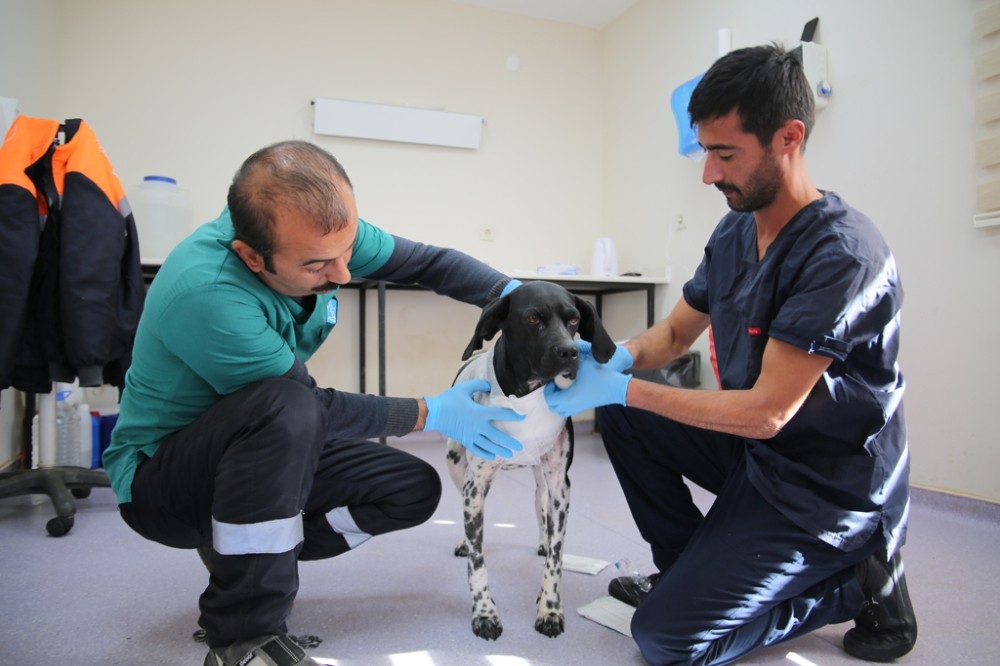 Korkunç görüntüler Sivas’ta çekilmemiş 