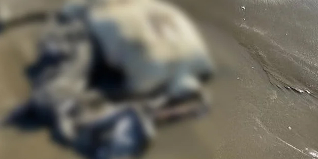 Korkunç manzara! Sahilde başı olmayan çürümüş ceset bulundu