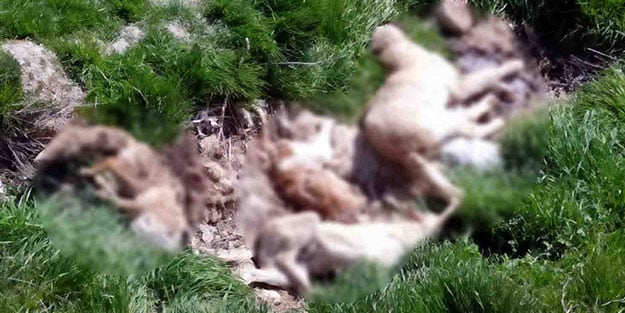 Korkunç manzara! Telef edilmiş hayvan leşleri bulundu