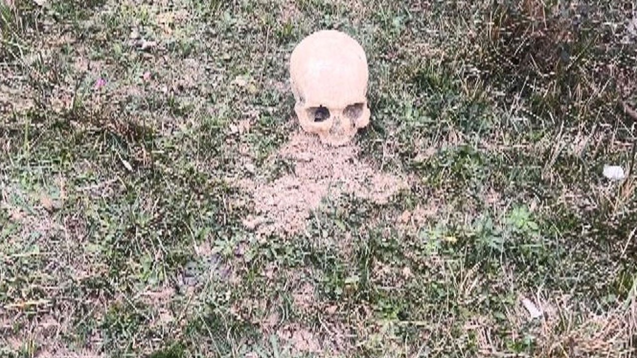 Korkunç olay! Ağaçlık alanda insana ait kafatası bulundu