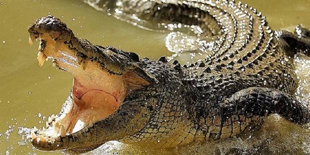 Korkunç olay! Askerler timsah saldırısında yaralandı