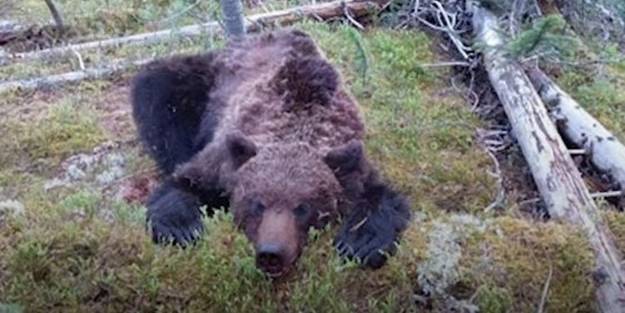 Korkunç olay! Ayı 16 yaşındaki çocuğu yedi