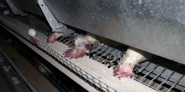 Korkunç olay elektrikler gelince ortaya çıktı