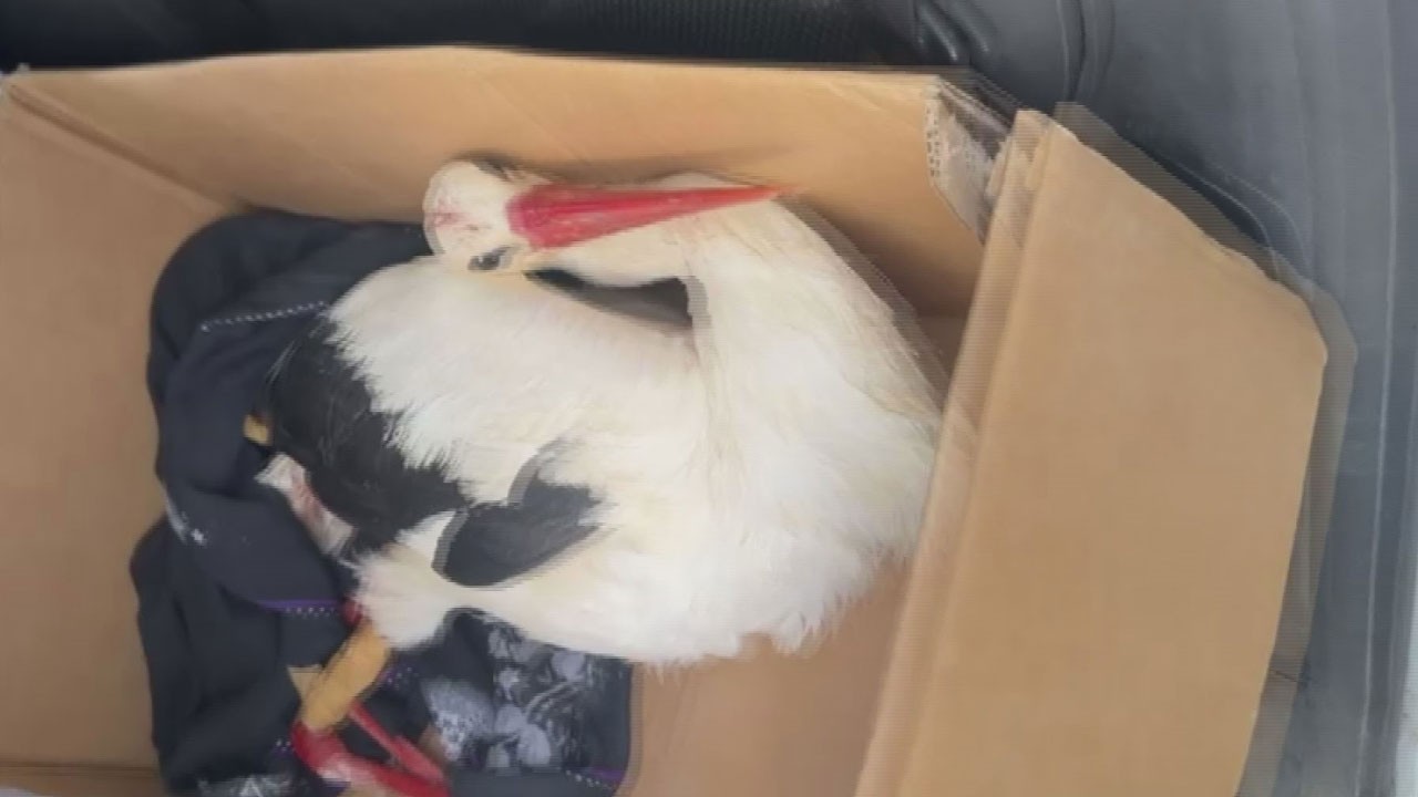 Korkunç olay! Göç yolundaki leylekleri vurdular